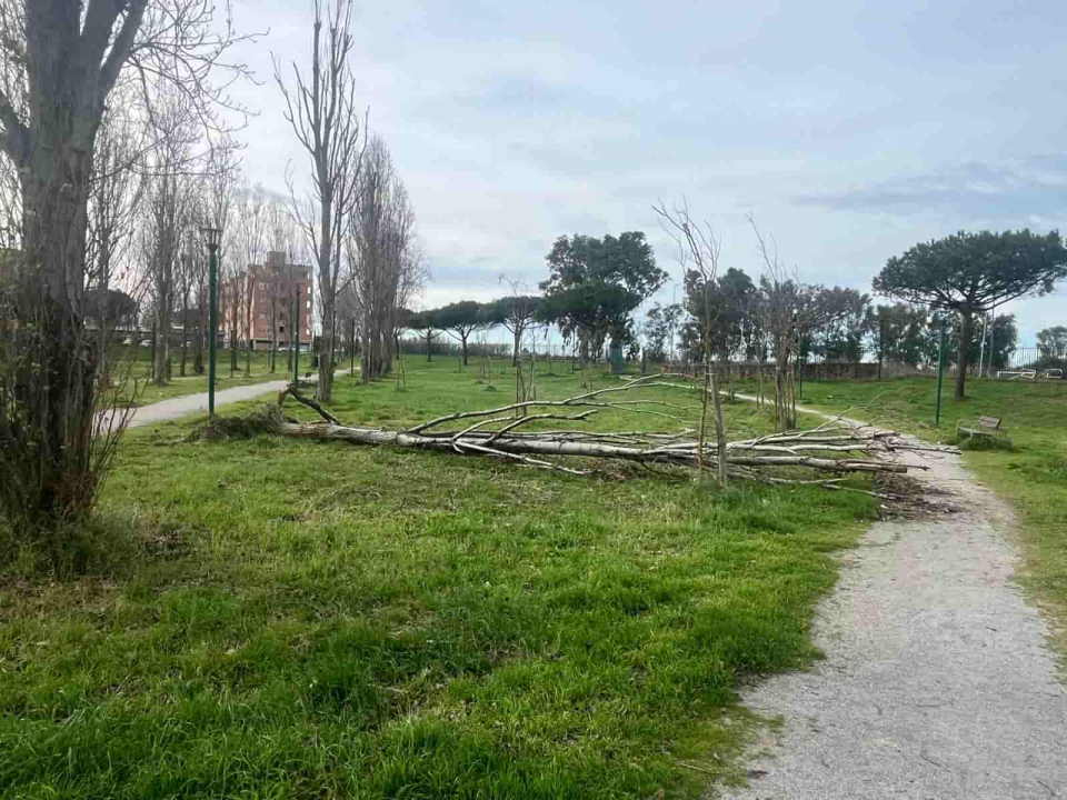 Alberi caduti al parco Pallotta